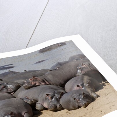Hippopotamus herd resting by Anonymous