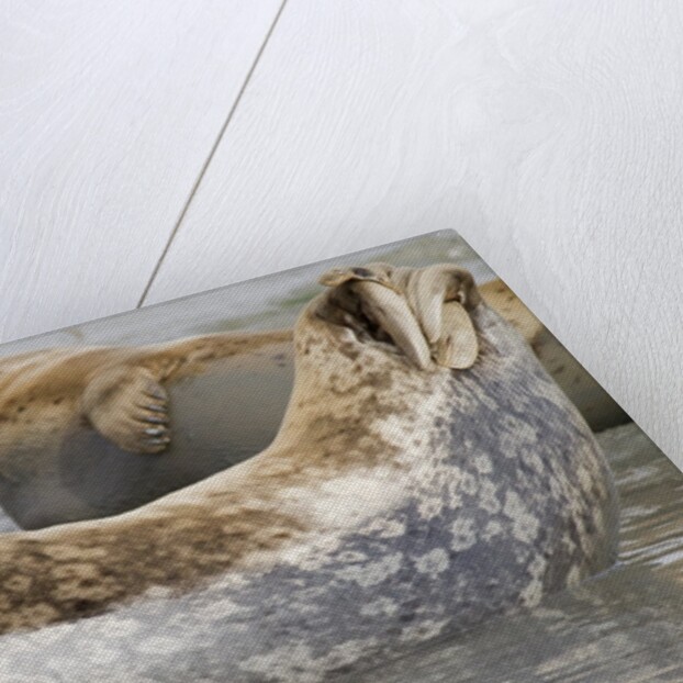 Harbor Seal hauled out by Anonymous