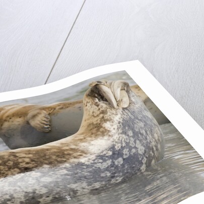 Harbor Seal hauled out by Anonymous