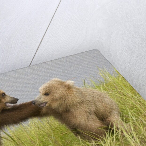 Brown (Grizzly) Bears by Anonymous