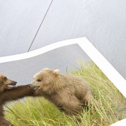 Brown (Grizzly) Bears by Anonymous
