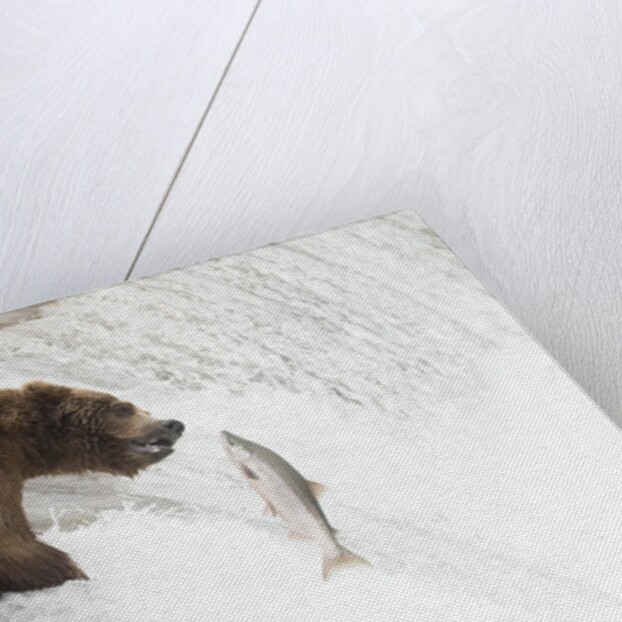 Brown (Grizzly) Bear about to catch a leaping Salmon by Anonymous