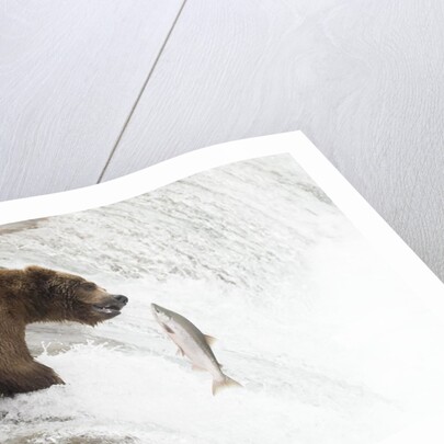Brown (Grizzly) Bear about to catch a leaping Salmon by Anonymous