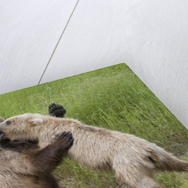 Pair of Brwon (Grizzly) Bears play fighting by Anonymous
