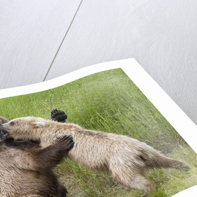 Pair of Brwon (Grizzly) Bears play fighting by Anonymous