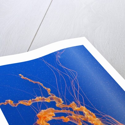 Black Sea Nettle by Anonymous