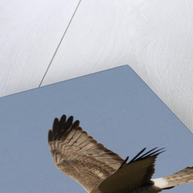 Northern Harrier in flight by Anonymous