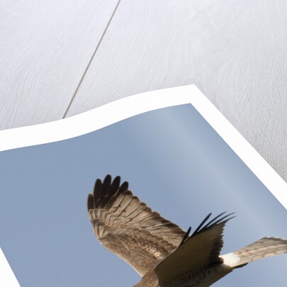 Northern Harrier in flight by Anonymous
