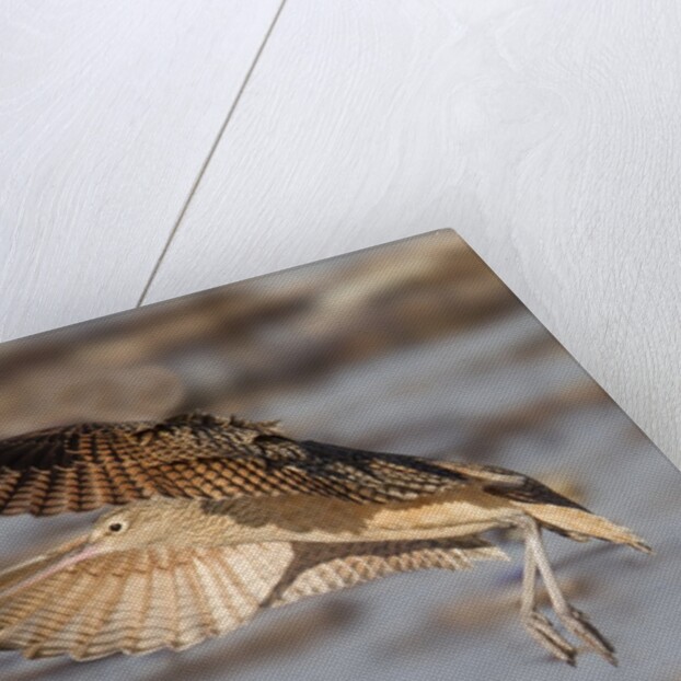 Long-Billed Curlew landing by Anonymous