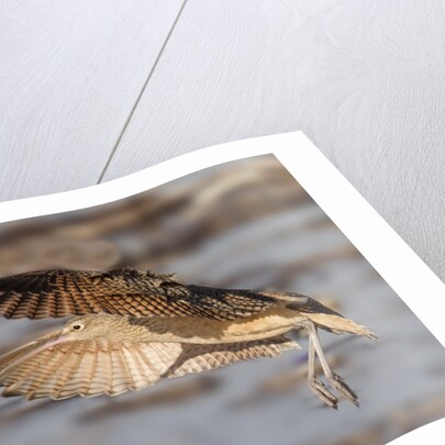 Long-Billed Curlew landing by Anonymous