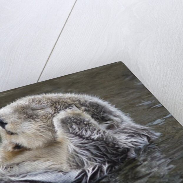 Southern Sea Ottter floats with paws out of the water by Anonymous