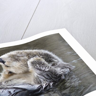 Southern Sea Ottter floats with paws out of the water by Anonymous