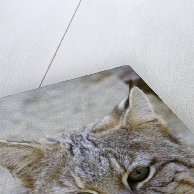 Bobcat closeup by Anonymous