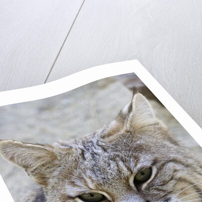 Bobcat closeup by Anonymous