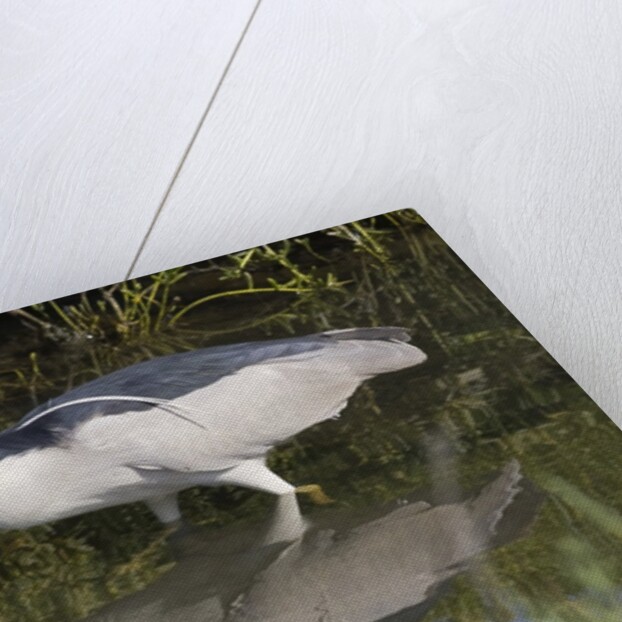 Black-Crowned Night-Heron hunting by Anonymous