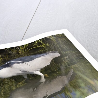 Black-Crowned Night-Heron hunting by Anonymous