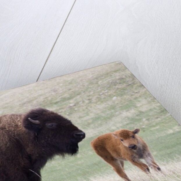 American Bison cow with calf by Anonymous