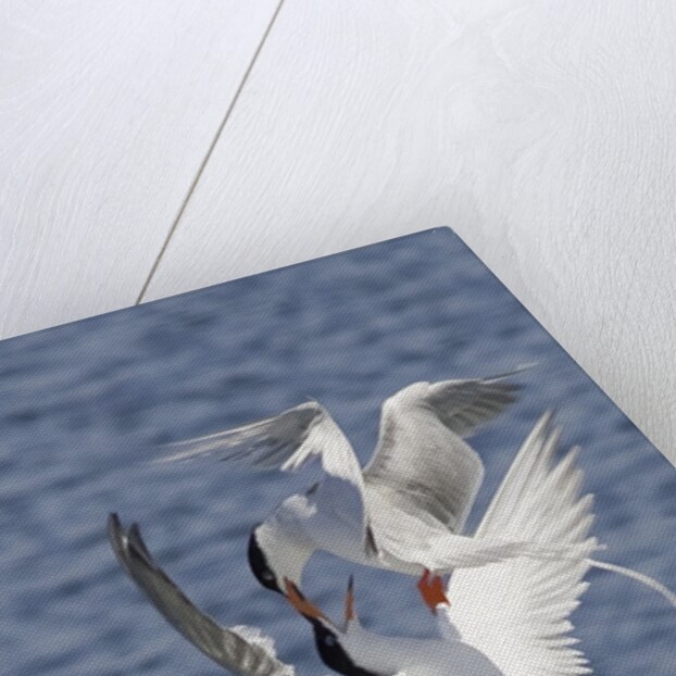 Forster's Terns fight in midair by Anonymous