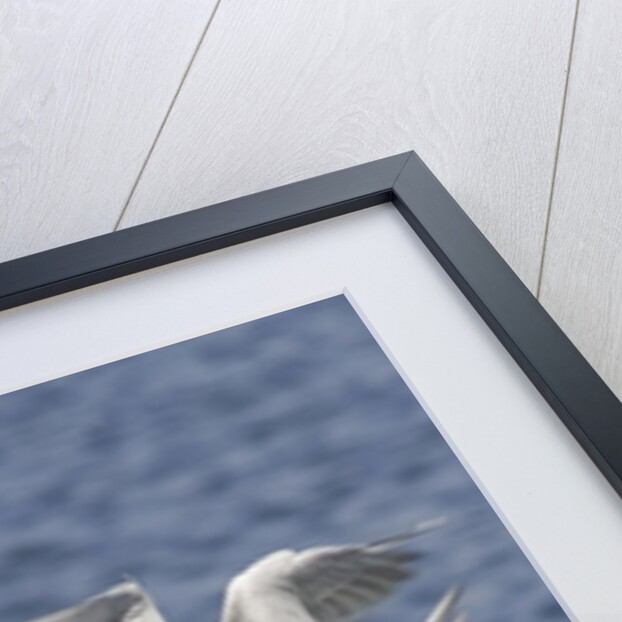 Forster's Terns fight in midair by Anonymous