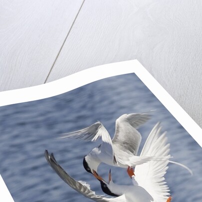 Forster's Terns fight in midair by Anonymous