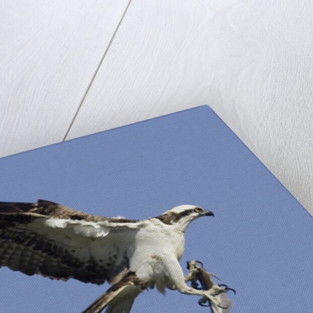 Osprey landing with fish in it's talons by Anonymous