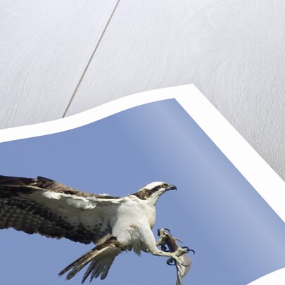 Osprey landing with fish in it's talons by Anonymous
