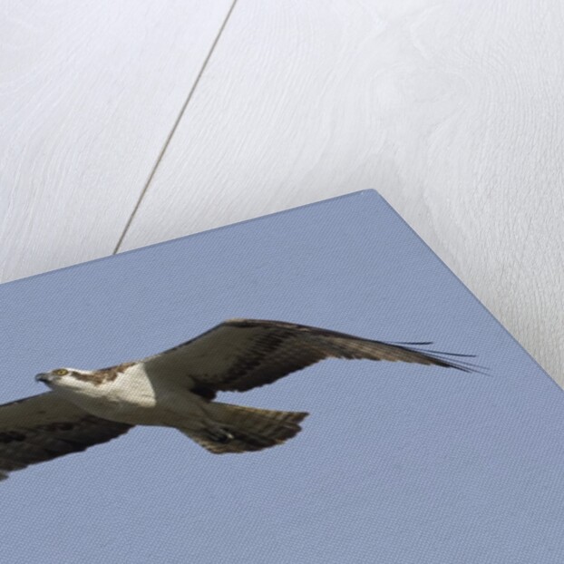 Osprey in flight by Anonymous