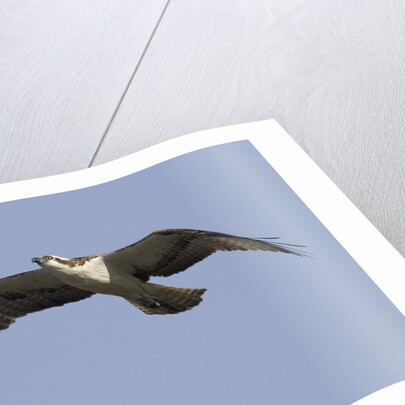 Osprey in flight by Anonymous