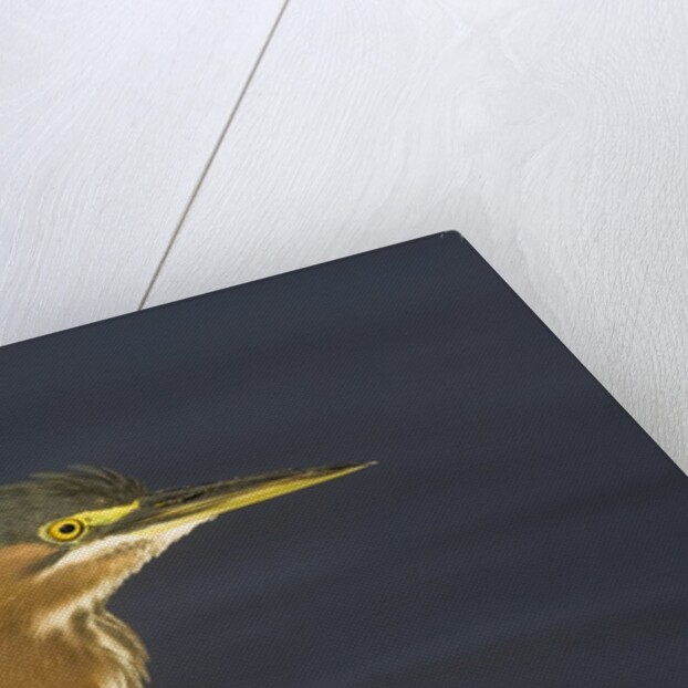 Green Heron closeup by Anonymous