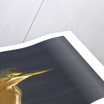 Green Heron closeup by Anonymous