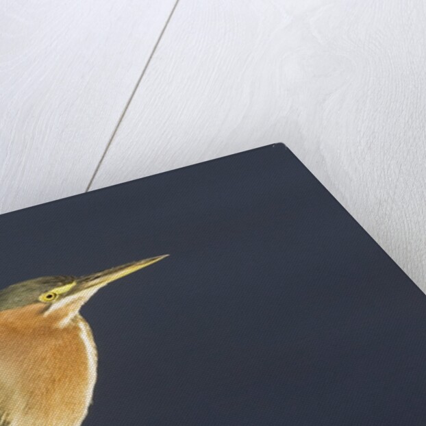 Green Heron by Anonymous