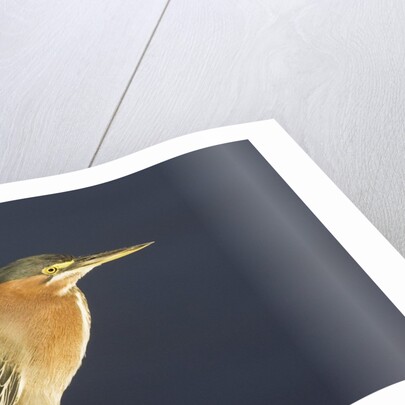 Green Heron by Anonymous
