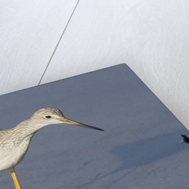 Greater Yellowlegs by Anonymous