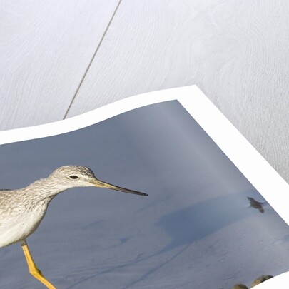 Greater Yellowlegs by Anonymous