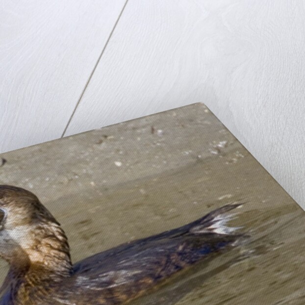 Pied-Billed Grebe tries to swallow a fish by Anonymous