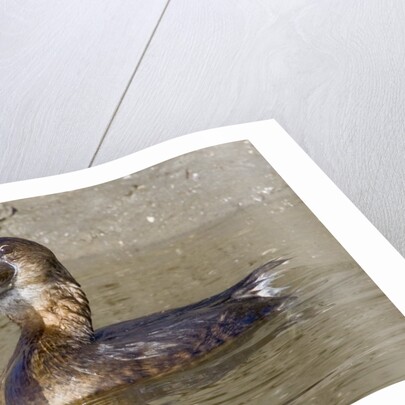 Pied-Billed Grebe tries to swallow a fish by Anonymous