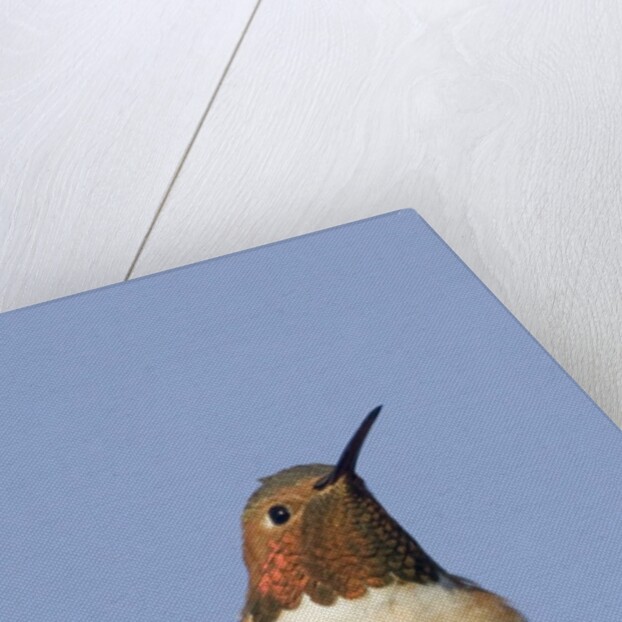 Rufous Hummingbird by Anonymous