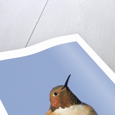 Rufous Hummingbird by Anonymous
