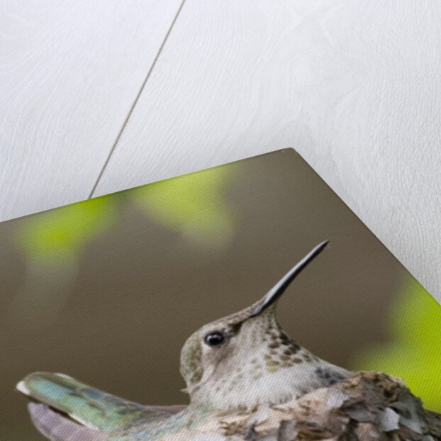 Anna's Hummingbird sits on eggs in her nest by Anonymous