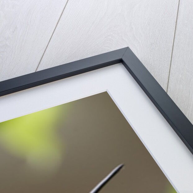 Anna's Hummingbird sits on eggs in her nest by Anonymous