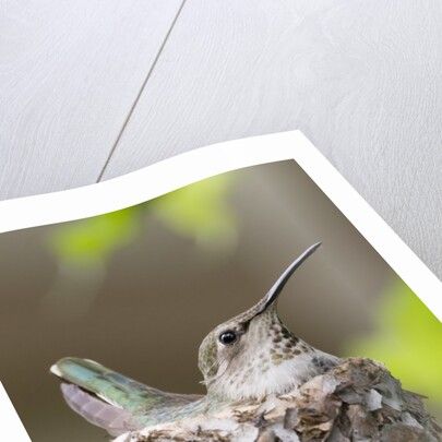 Anna's Hummingbird sits on eggs in her nest by Anonymous