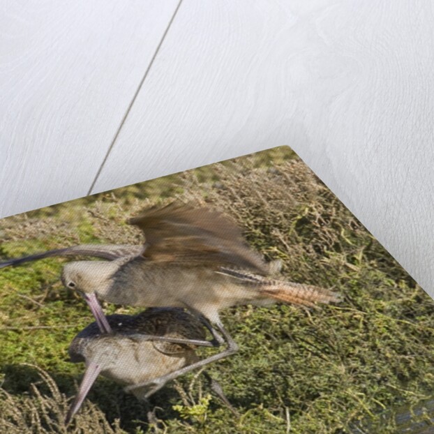 Marbled Godwits attacks another by Anonymous