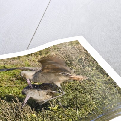 Marbled Godwits attacks another by Anonymous