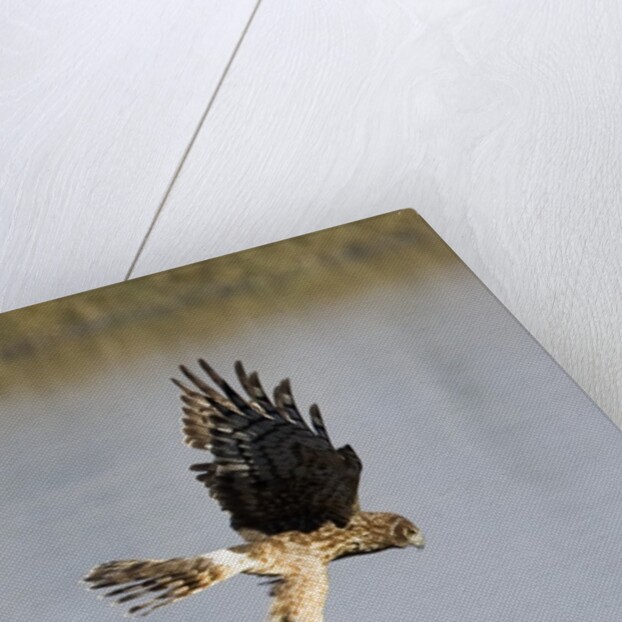 Northern Harrier with talons extended to strike by Anonymous