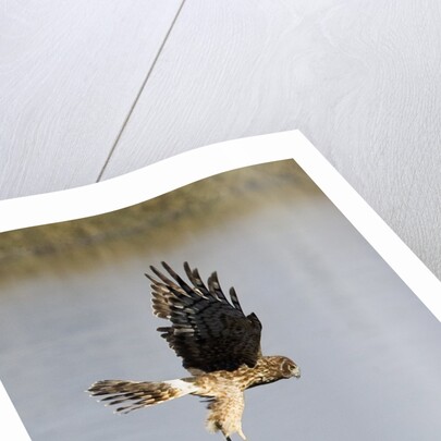 Northern Harrier with talons extended to strike by Anonymous
