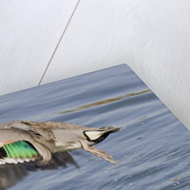 Male Green-Winged Teal Duck takes off by Anonymous