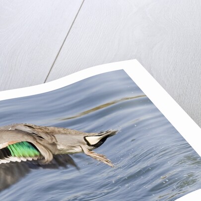 Male Green-Winged Teal Duck takes off by Anonymous