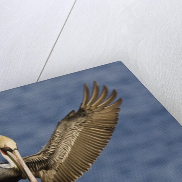 Brown Pelican landing by Anonymous