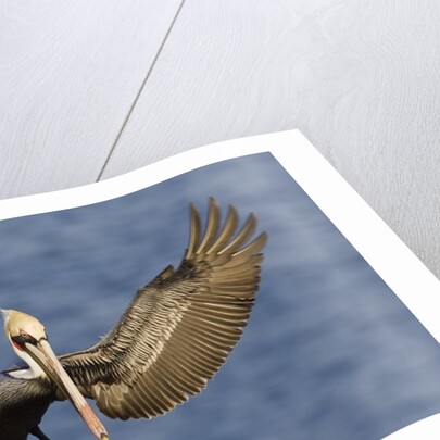 Brown Pelican landing by Anonymous