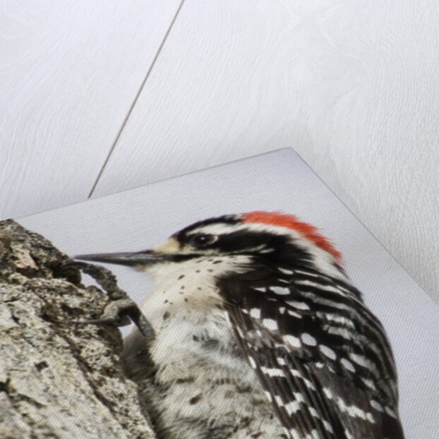 Nuttall's Woodpecker by Anonymous